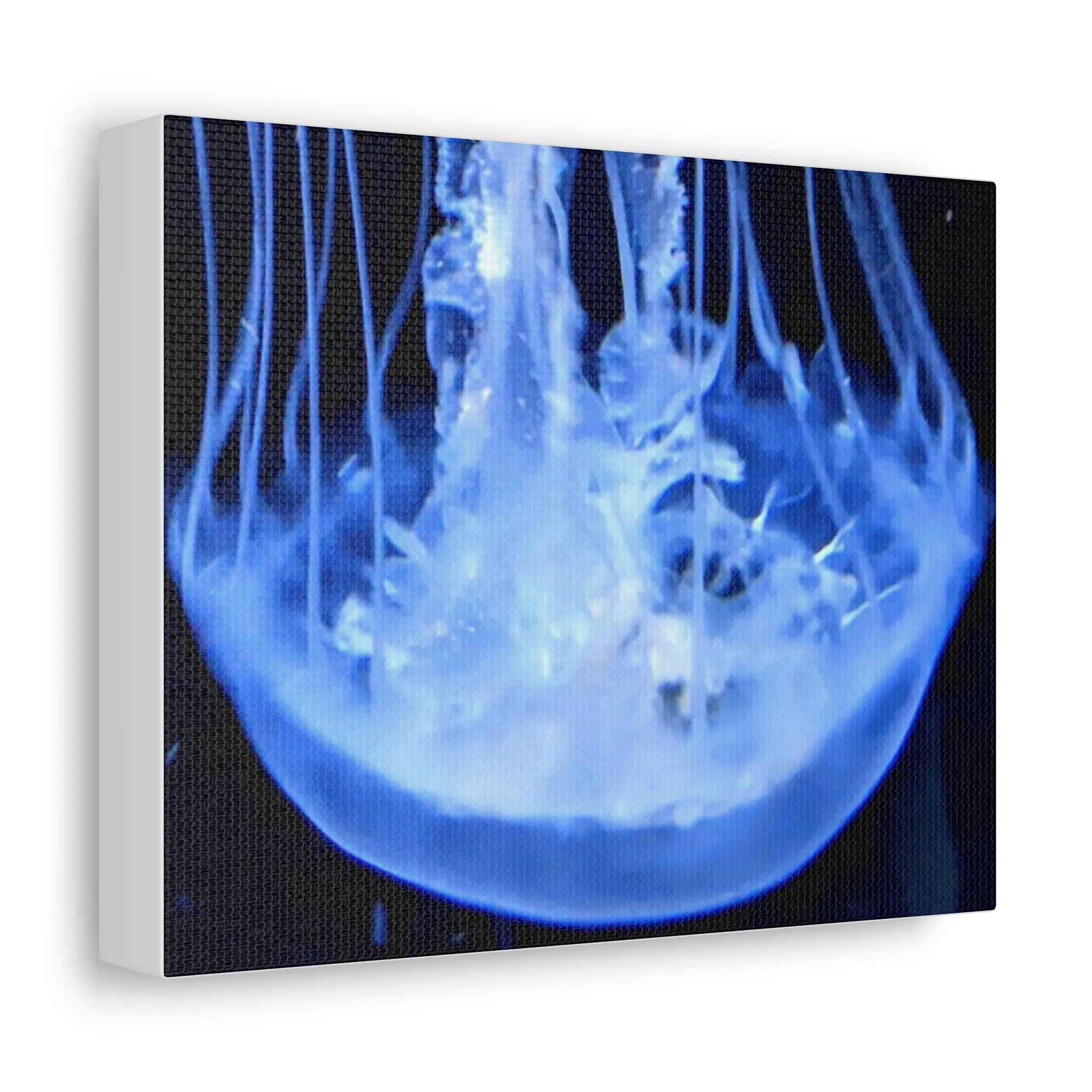 Jellyfish Stretched Canvas