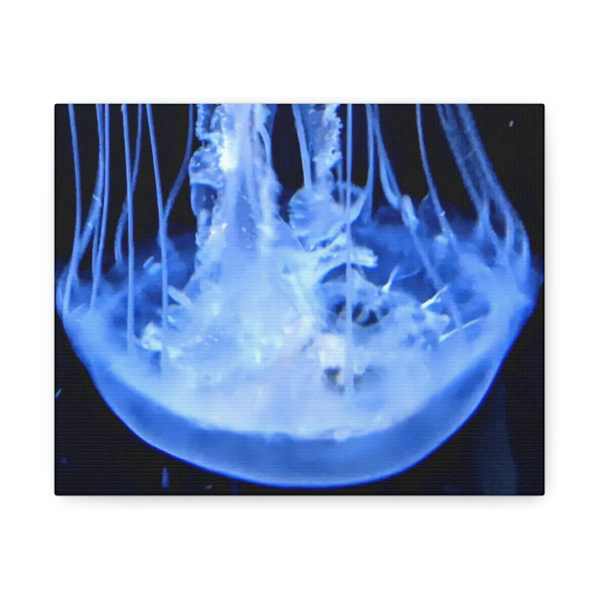 Jellyfish Stretched Canvas