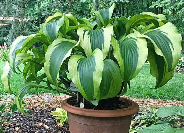 Monkey Business Hosta