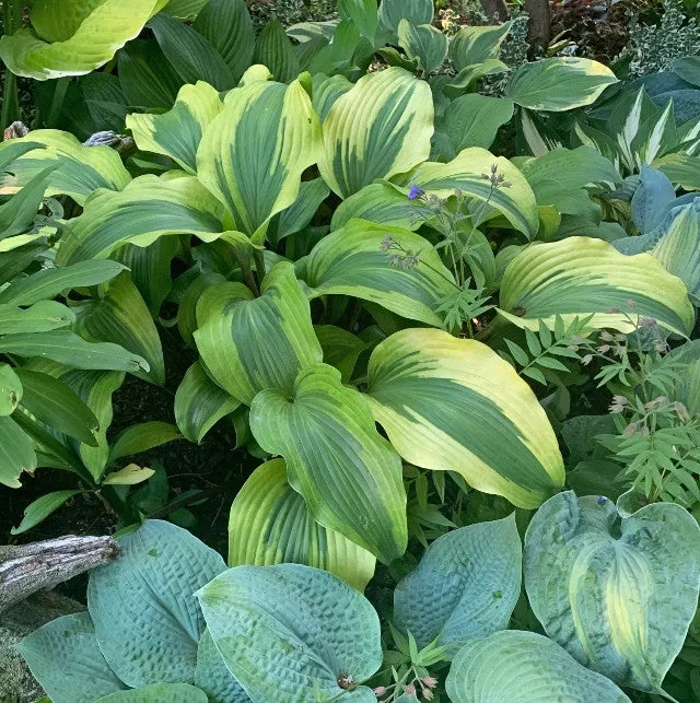 Monkey Business Hosta