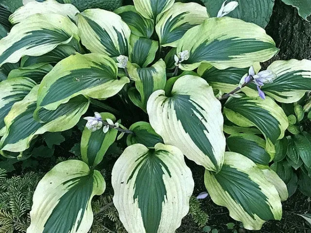 Monkey Business Hosta